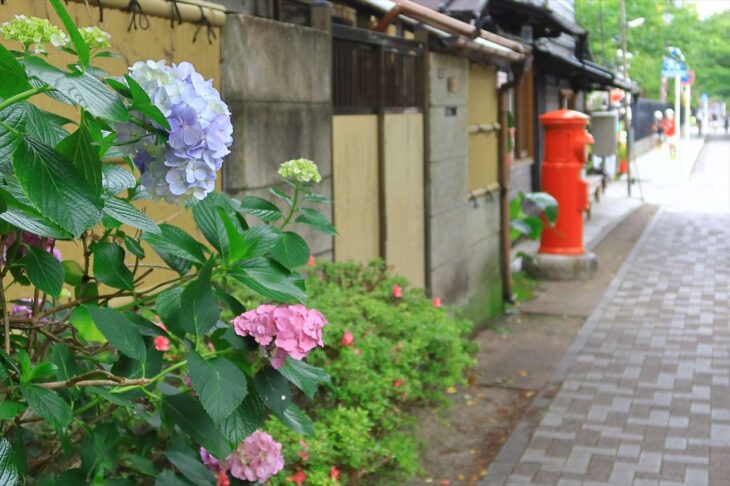 桜道の紫陽花