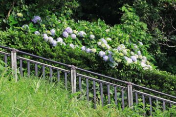 稲村ヶ崎の紫陽花