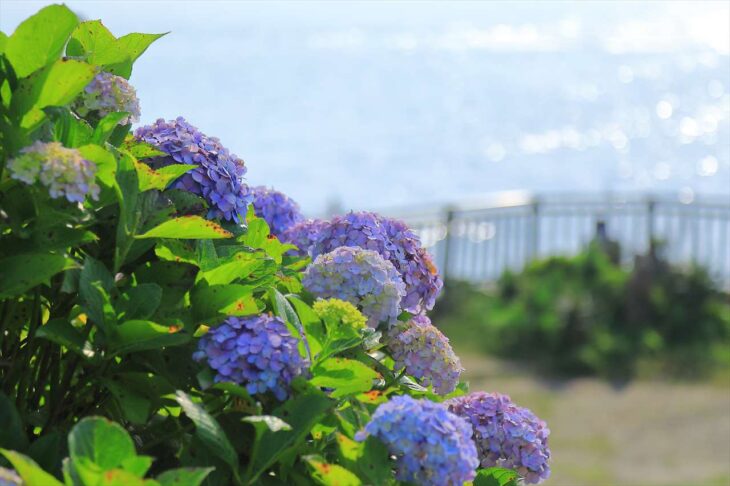 稲村ヶ崎の紫陽花