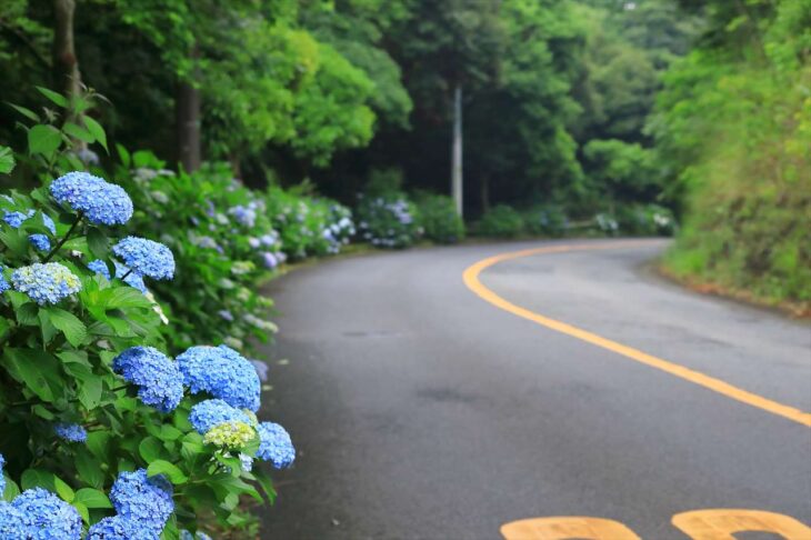 鎌倉湖畔通りの紫陽花