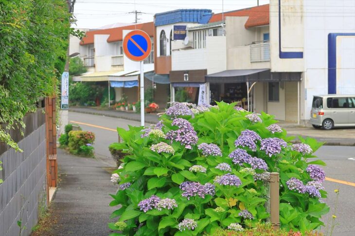 鎌倉湖畔通りの紫陽花