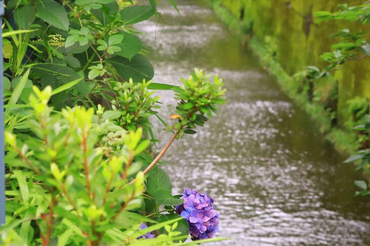 砂押川プロムナードの紫陽花