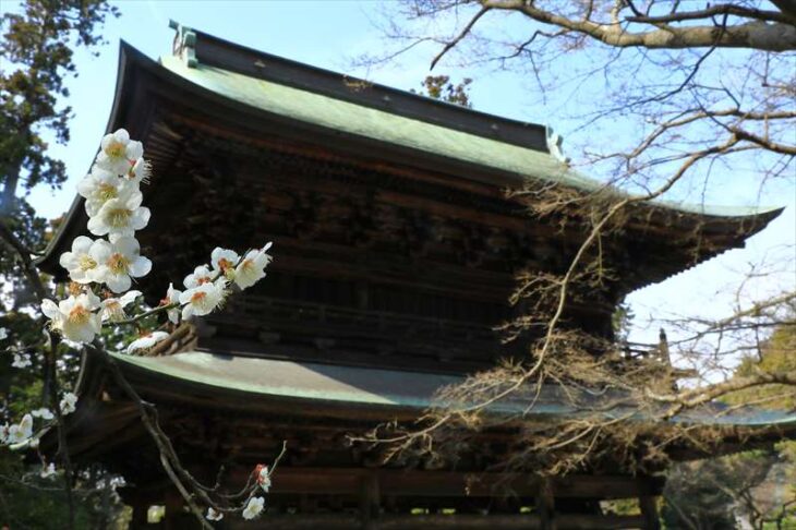 円覚寺の三門と梅