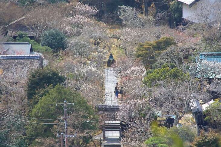 円覚寺から見た東慶寺の梅