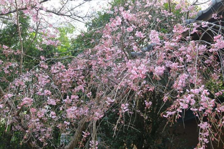 長勝寺の枝垂れ桜