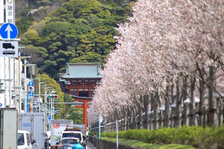 段葛の桜と鶴岡八幡宮