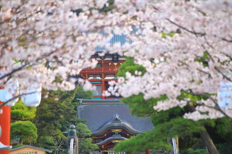 桜と鶴岡八幡宮