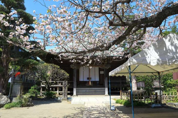 極楽寺の八重一重咲分け桜