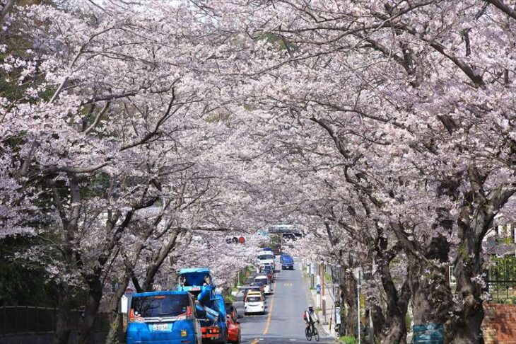 ハイランドさくら道の桜