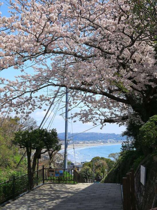 成就院の桜と海