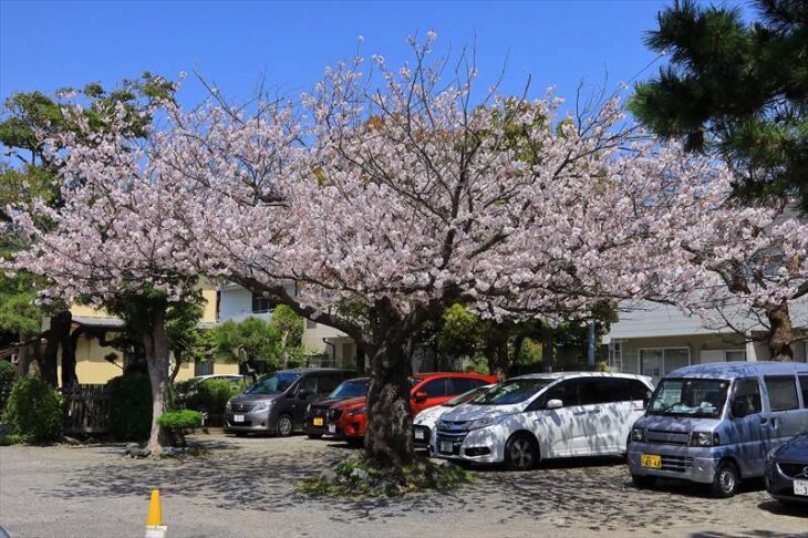 小町大路の駐車場の桜
