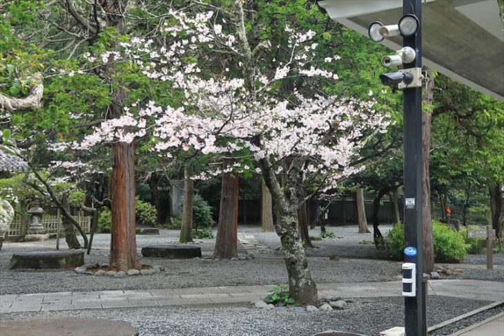 高徳院（鎌倉大仏）の桜