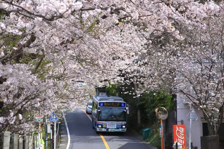 鎌倉山の桜