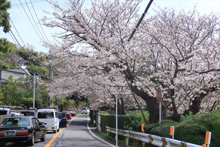鎌倉山の桜と渋滞