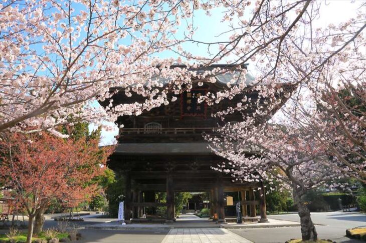 建長寺と桜