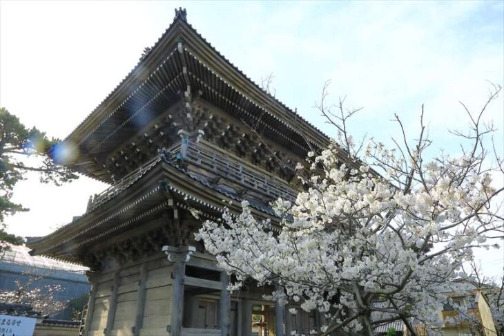 光明寺の桜と山門