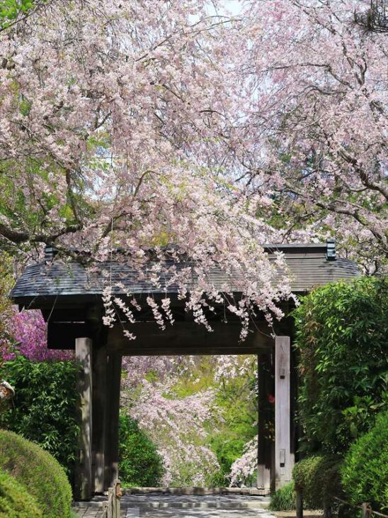 明月院の枝垂れ桜