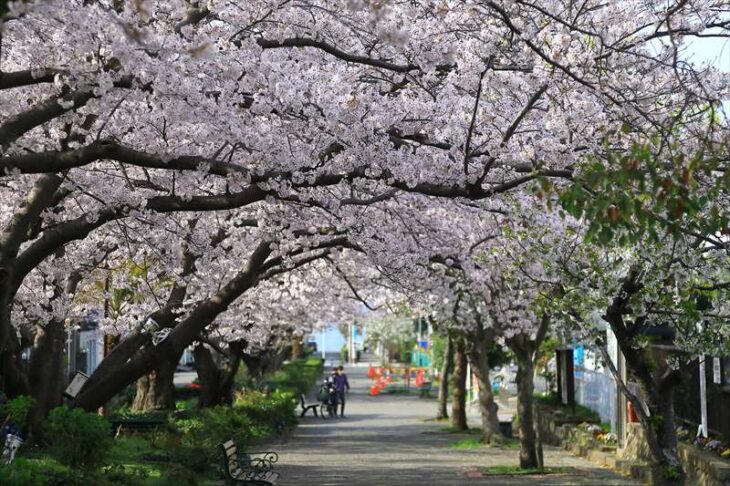 みどりのプロムナード・桜のプロムナードの桜並木