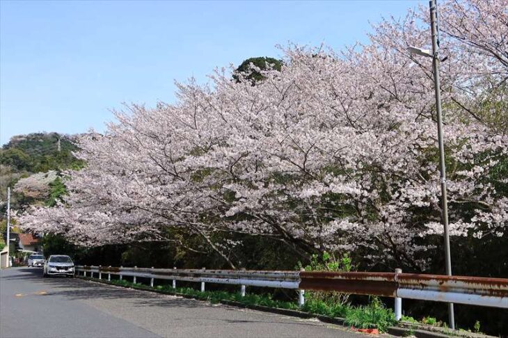 鎌倉市二階堂 緑苑台の桜並木