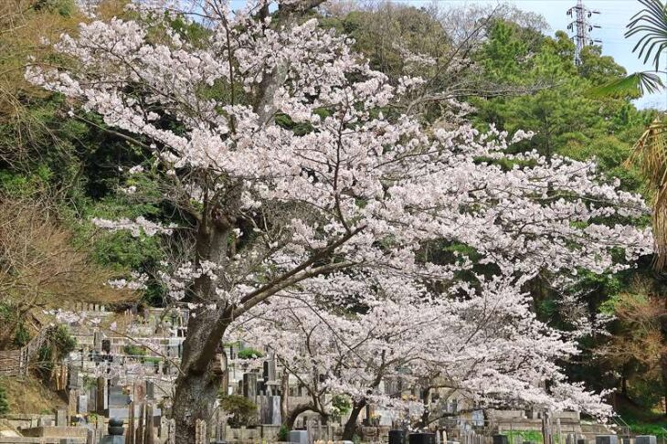 龍宝寺の桜