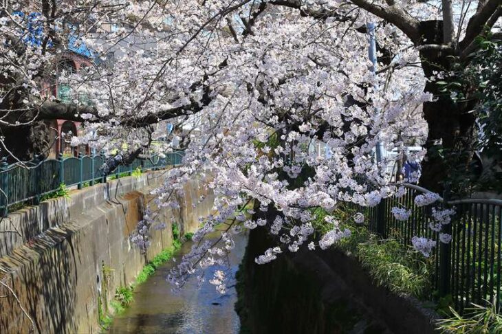 砂押川プロムナードの桜並木