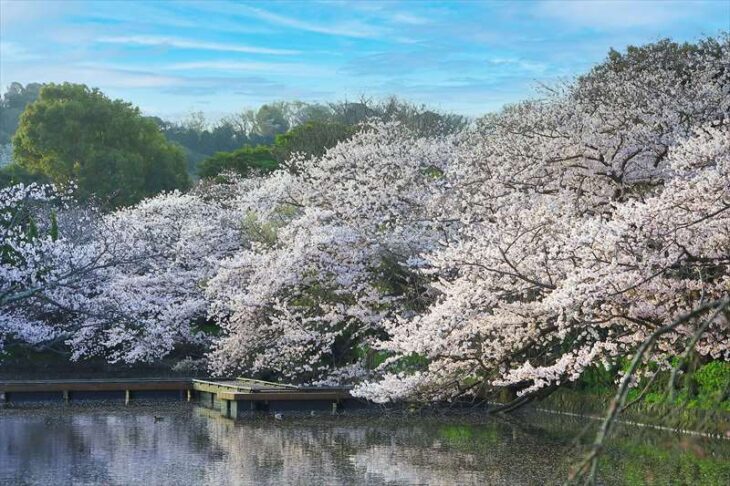 鶴岡八幡宮 源氏池の桜