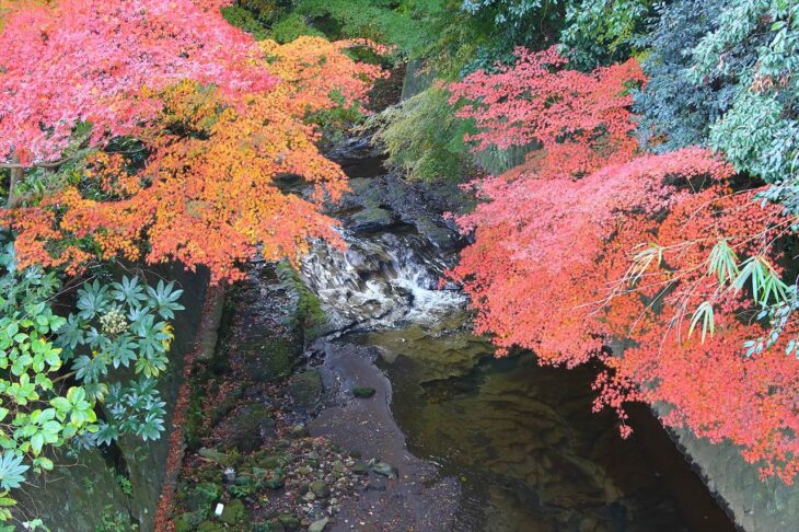 紅葉