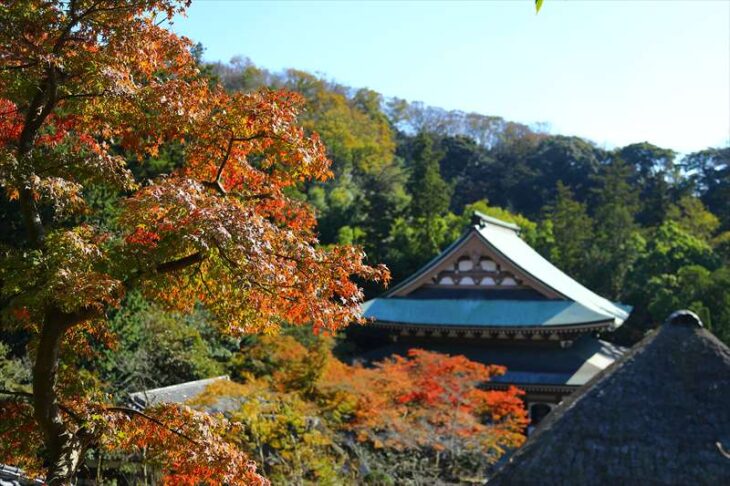 円覚寺の紅葉