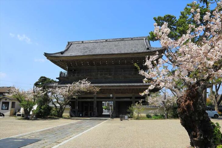 光明寺の山門と桜