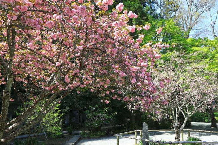 妙本寺の八重桜