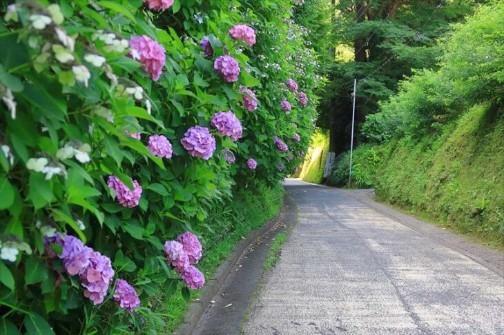 亀ヶ谷坂切通の紫陽花