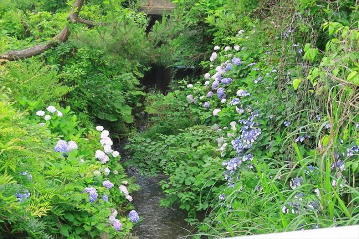 名月川 下流域の紫陽花