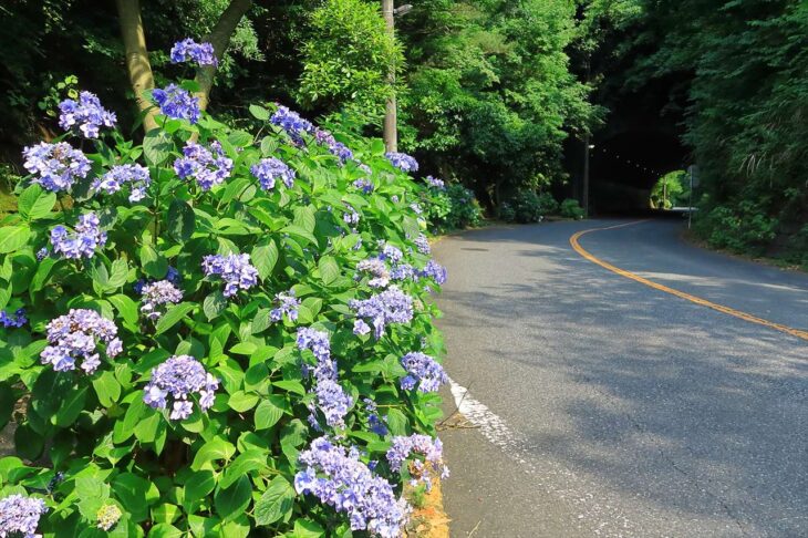  鎌倉湖畔通りの紫陽花