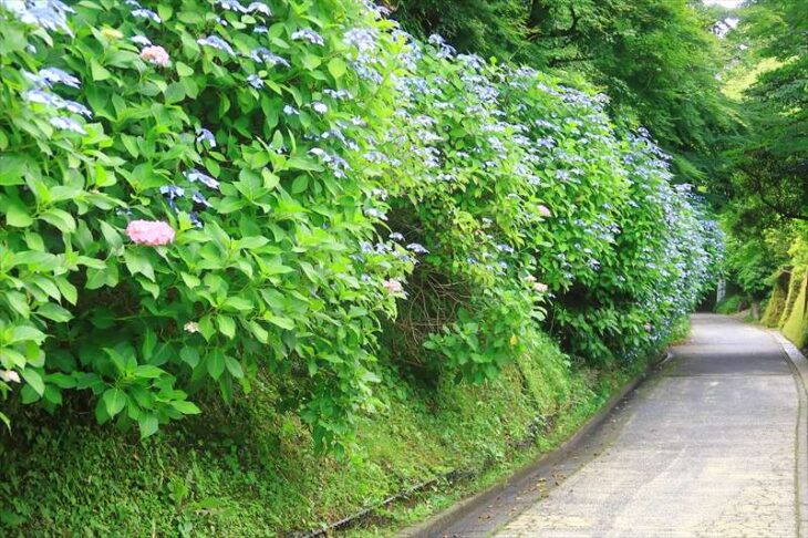 亀ヶ谷坂切通の紫陽花