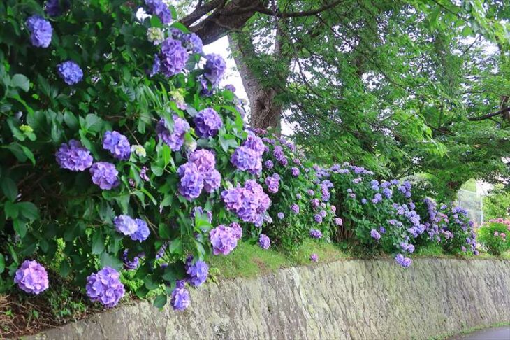 北鎌倉女子学園前の紫陽花