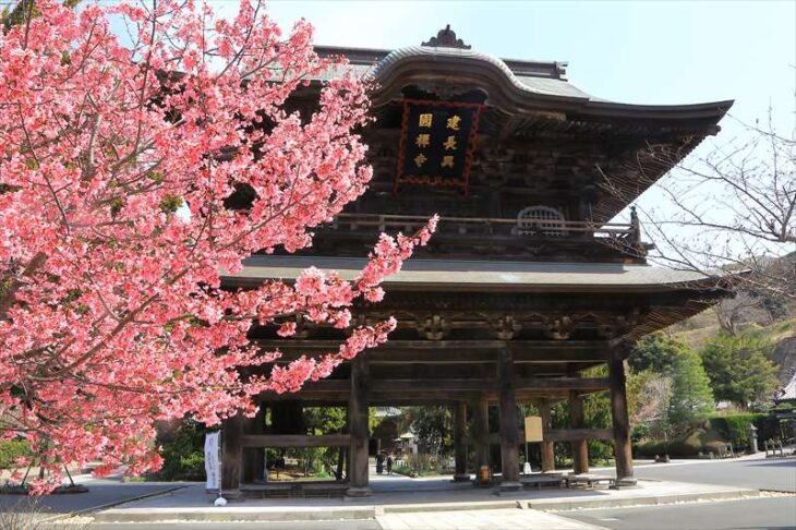 建長寺とおかめ桜