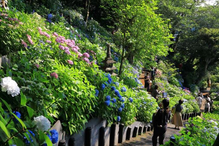 長谷寺の紫陽花散策路