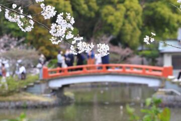 旗上弁財天への橋と桜