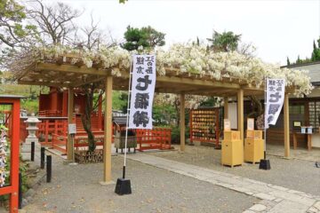 旗上弁財天社の藤の花