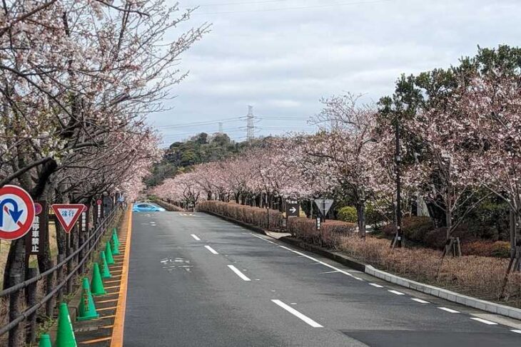 鎌倉霊園の桜