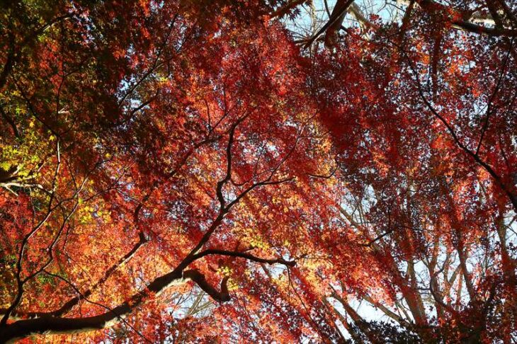 獅子舞谷（紅葉谷）