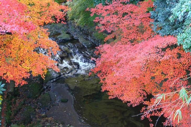滑川の紅葉
