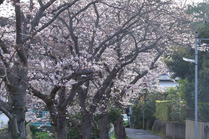 滑川沿いの桜