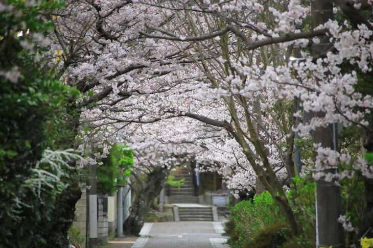 桜道