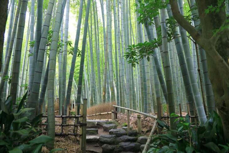 報国寺の竹林