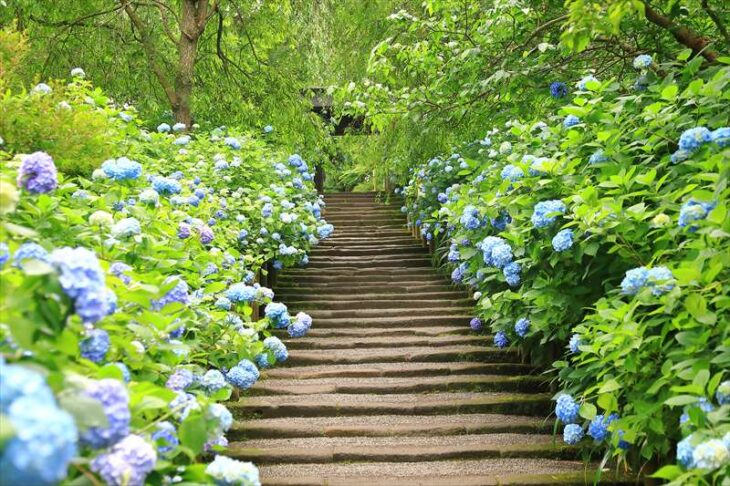 明月院の紫陽花